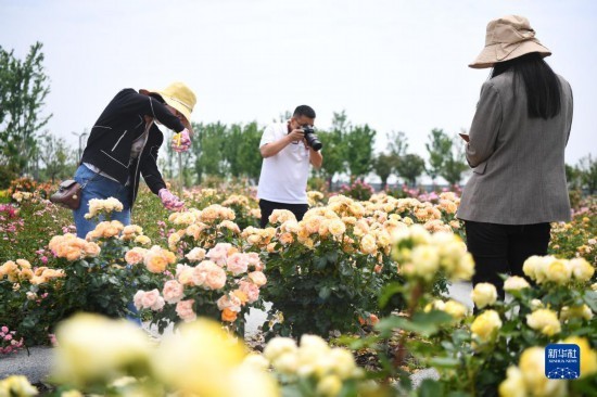 南阳种植基地_南阳种植致富_南阳适合种植什么经济作物