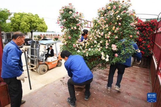 南阳适合种植什么经济作物_南阳种植基地_南阳种植致富