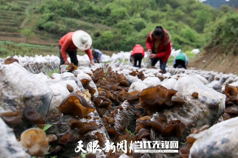 大方星宿乡：食用菌种植成为群众增收 “致富伞”