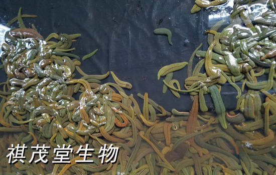 蚂蟥肠炎怎么治疗？蚂蟥肠炎用什么药？蚂蟥肠炎预防方法，蚂蟥肠炎病怎么治疗