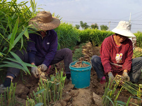 南阳种植作物_南阳适合种植什么经济作物_南阳种植致富