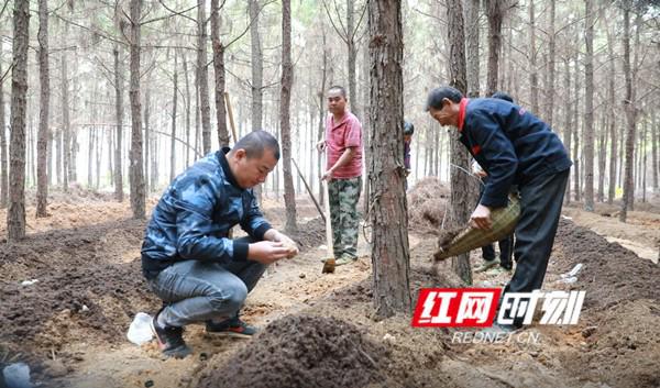 致富林地种植方法图片_致富林地种植方法有哪些_林地种植致富方法