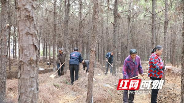 致富林地种植方法有哪些_林地种植致富方法_致富林地种植方法图片