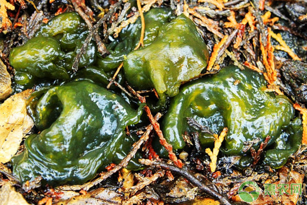 种植雷公根技术_雷公菌种植致富_雷公菌种植视频