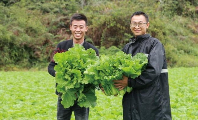 返乡种植高山蔬菜 打造城里人的绿色健康菜园子