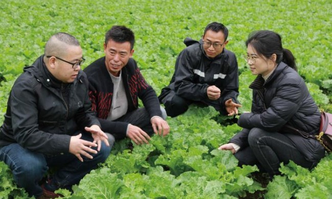 种菜视频致富经_现代化养殖蔬菜视频致富经_养殖致富项目视频