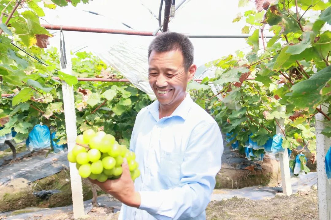 致富经葡萄种植视频_最新葡萄致富经视频_致富经夏黑葡萄视频