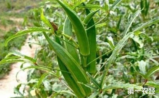 黄秋葵怎么种植？大棚黄秋葵的种植技术