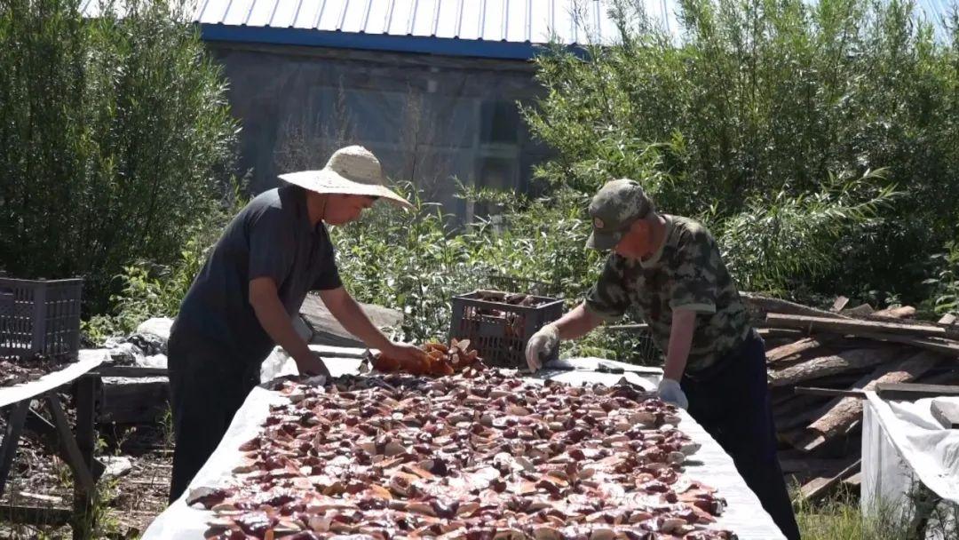 致富经养殖鸡视频_松鸡养殖致富經_致富经松针养猪视频