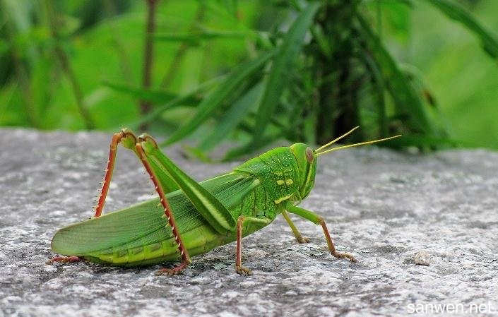 养殖虫子致富项目_致富经养虫子鸡视频全集_致富虫子养殖项目名称