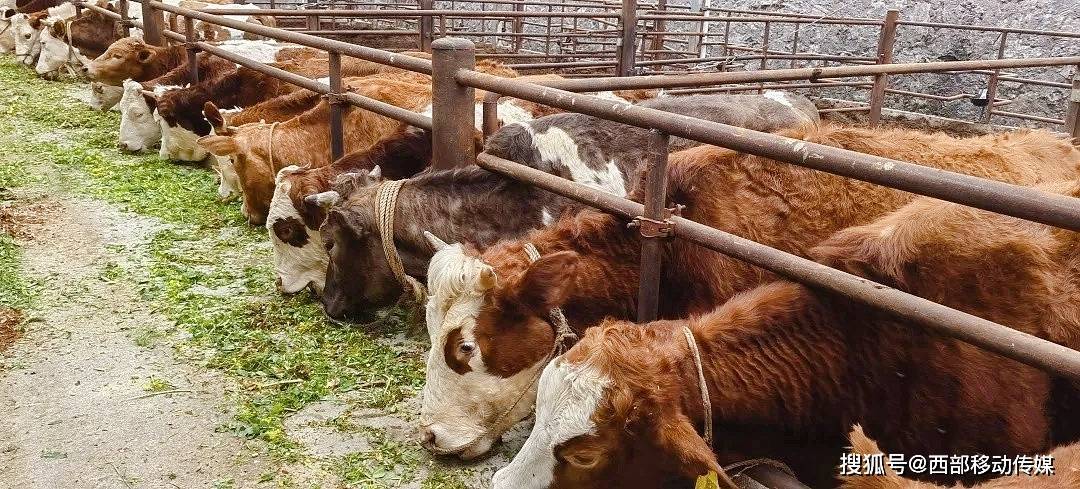 致富经肉牛养殖场的视频_致富经肉牛养殖视频_肉牛养殖致富经