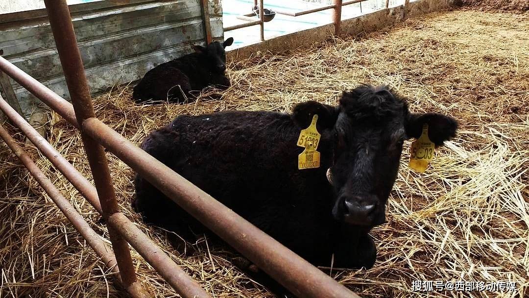 肉牛养殖致富经_致富经肉牛养殖场的视频_致富经肉牛养殖视频