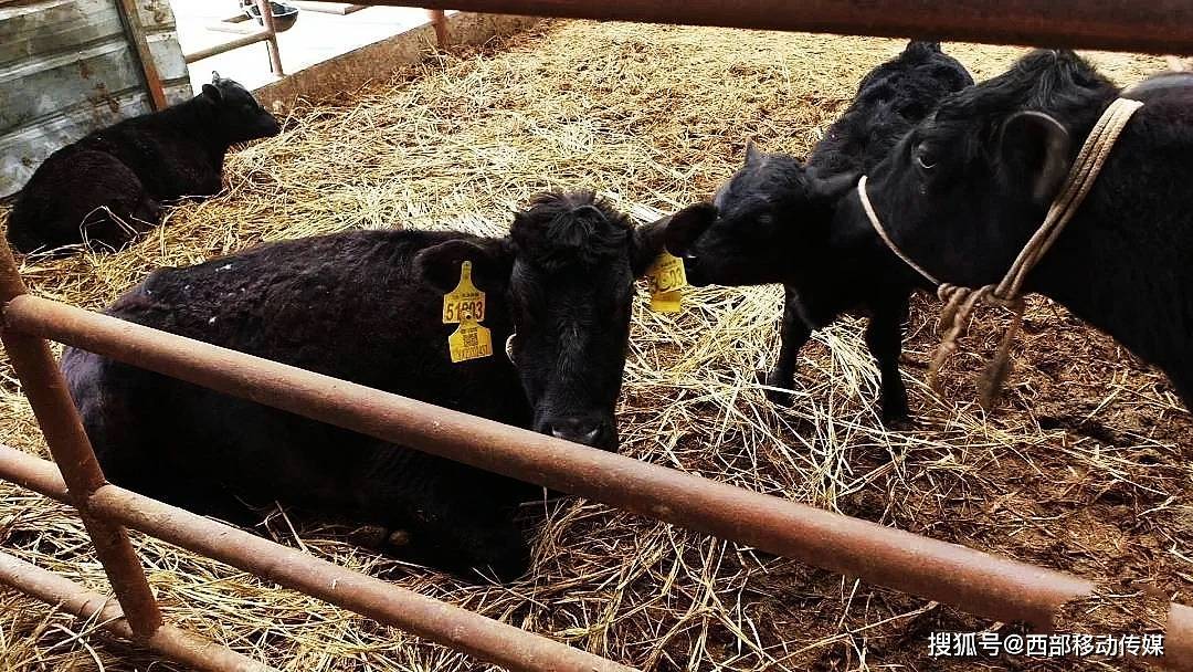 致富经肉牛养殖视频_致富经肉牛养殖场的视频_肉牛养殖致富经