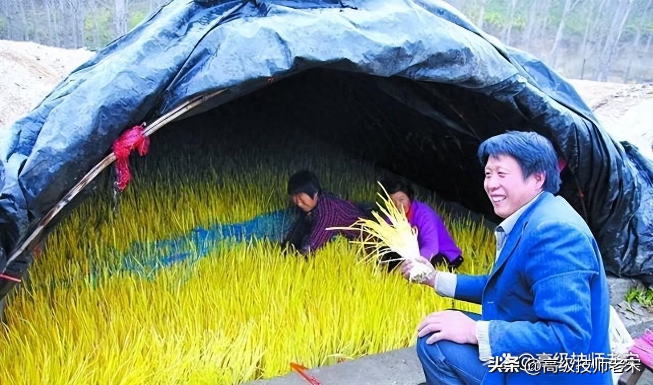 韭黄种植方法流程_韭黄种植法_韭黄怎样种植技术