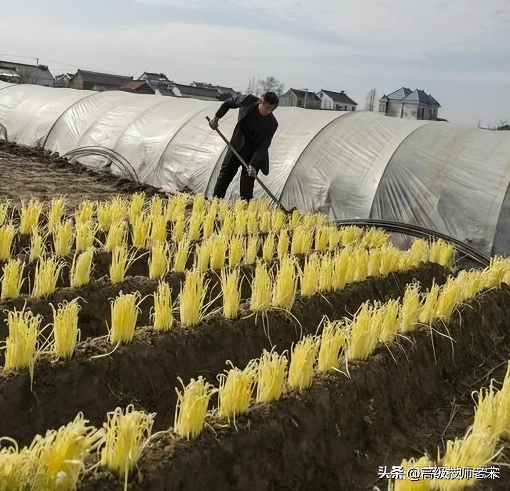 韭黄种植法_韭黄种植方法流程_韭黄怎样种植技术