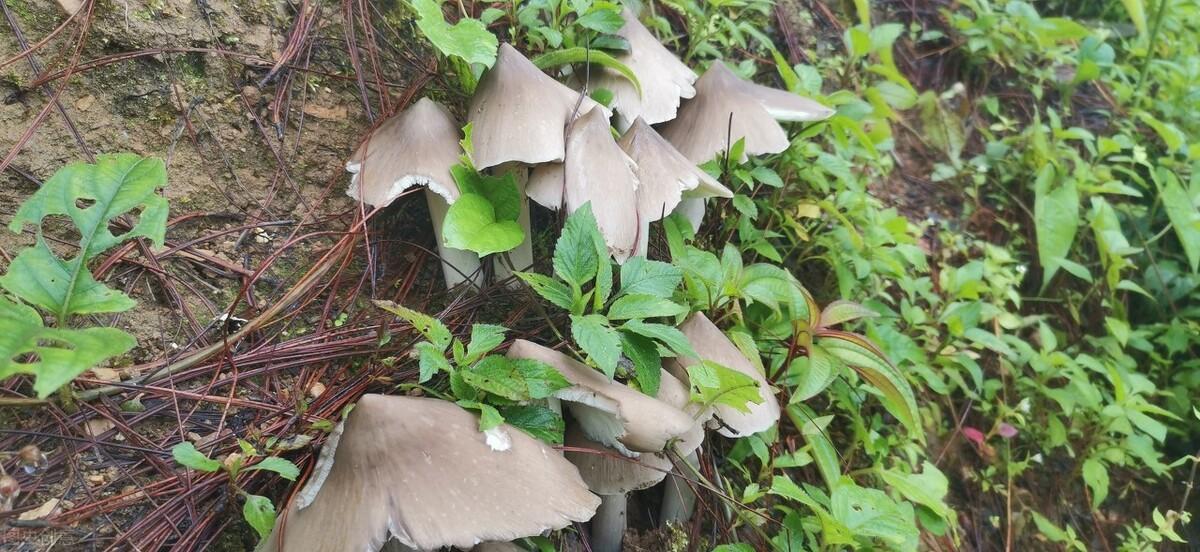 野生菌类栽培技术_野生菌菌种培育技术_野生菌种植技术