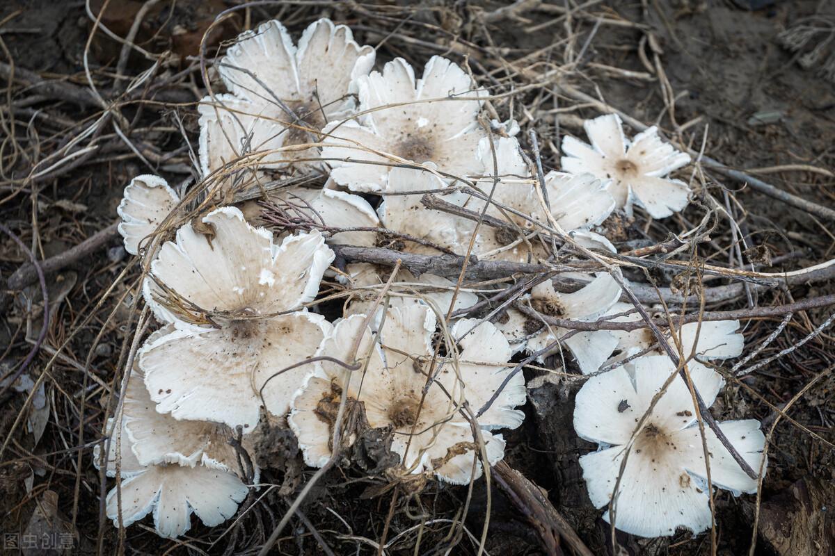 野生菌菌种培育技术_野生菌类栽培技术_野生菌种植技术