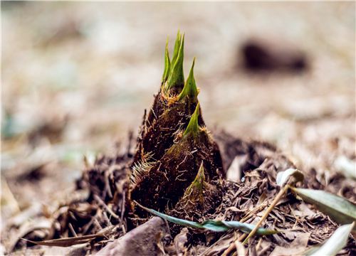 2019竹笋种植前景如何？该怎么种植？