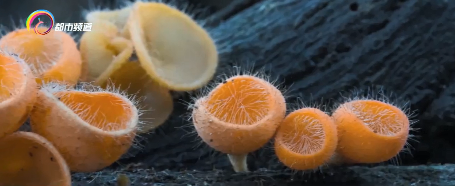 野生菌种植技术_野生菌类栽培技术_野生菌的种植