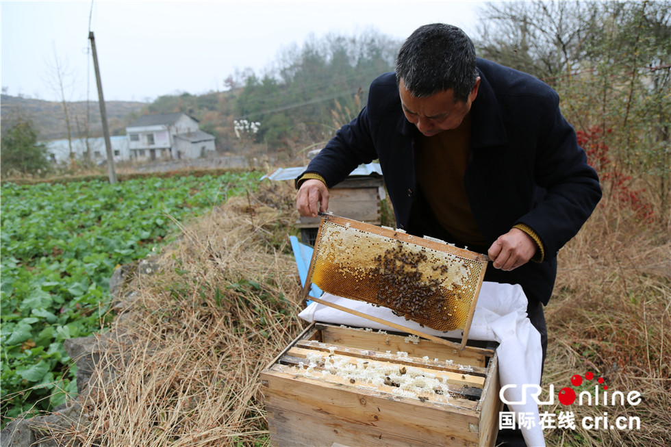 蜜蜂养殖技术app_蜜蜂养殖技术资料下载_中国养殖蜜蜂技术网站