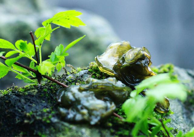 雷公菌：雷雨后才生长，在农村不受欢迎，在城里是高端菜