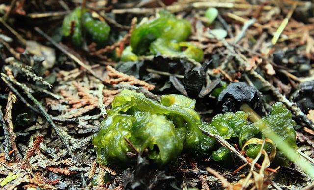 种植雷公根能赚钱吗_雷公菌种植致富_雷公菌种植视频