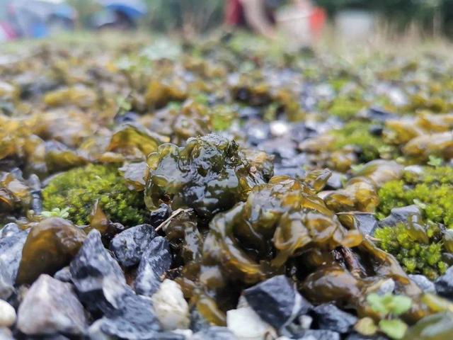 雷公菌种植致富_种植雷公根能赚钱吗_雷公菌种植视频