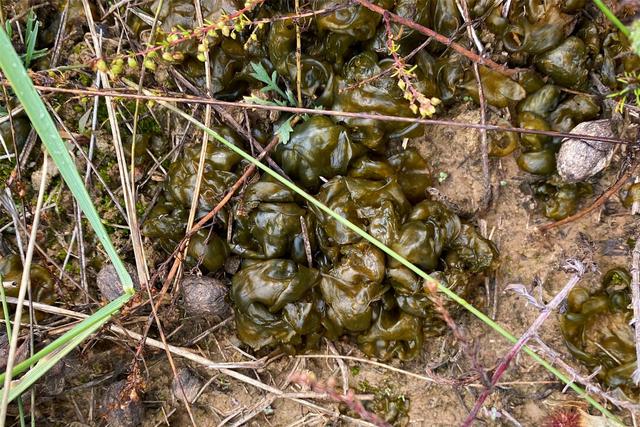 雷公菌种植致富_种植雷公根能赚钱吗_雷公菌种植视频