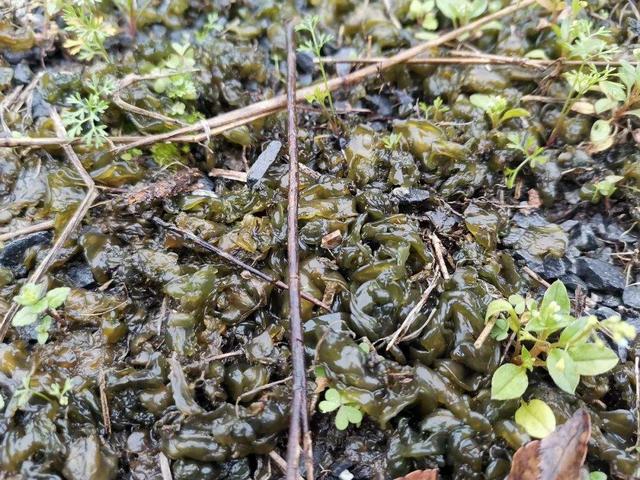 种植雷公根能赚钱吗_雷公菌种植致富_雷公菌种植视频