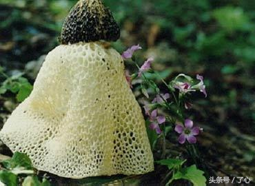 网状食用菌-长裙竹荪