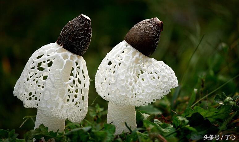 野生菌驯化与栽培技术_野生菌的种植_野生菌种植技术