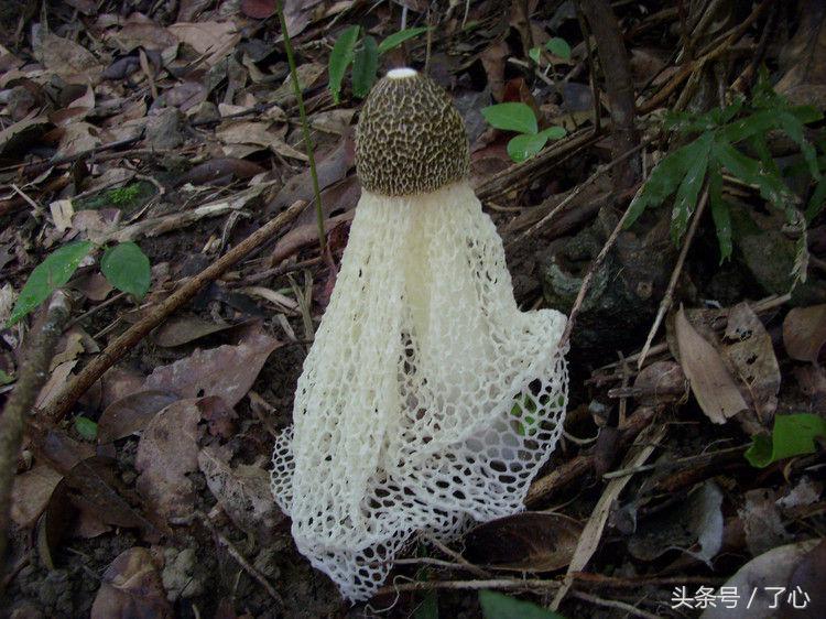 野生菌的种植_野生菌种植技术_野生菌驯化与栽培技术