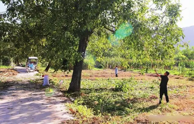 种植致富业_种树致富经_种植苗树致富路