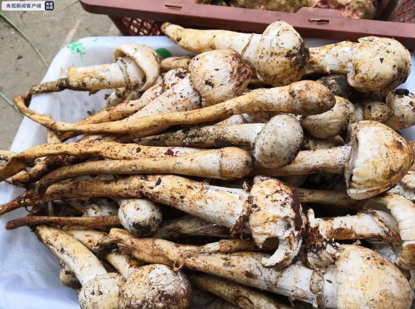 野生菌类栽培技术_野生菌种植技术_野生菌种植技术视频