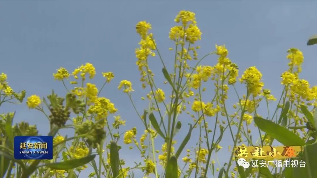 种植露天茄子致富_露天茄子种植技术_夏天茄子露地种植技术