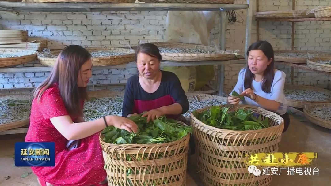 露天茄子种植技术_种植露天茄子致富_夏天茄子露地种植技术