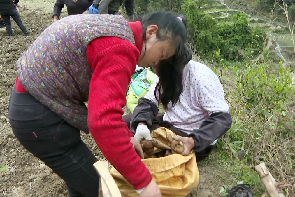 商丘姜种植致富_商丘适不适合种植姜_商丘生姜种植基地