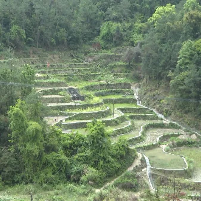 商丘姜种植致富_商丘生姜种植基地_商丘适不适合种植姜