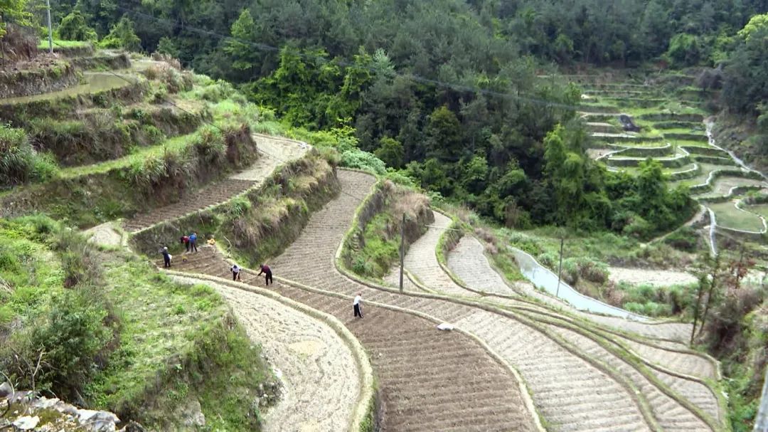 商丘适不适合种植姜_商丘姜种植致富_商丘生姜种植基地