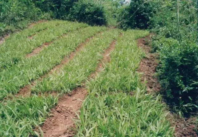 白笈籽种植技术_种子种植技术_白株种植