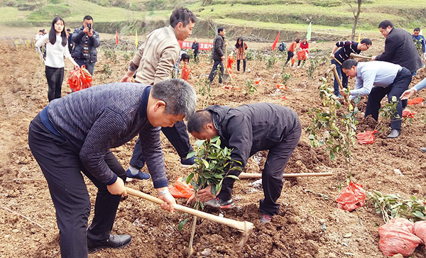 峡江岸边添新绿　巴东各地积极开展植树造林活动（图）