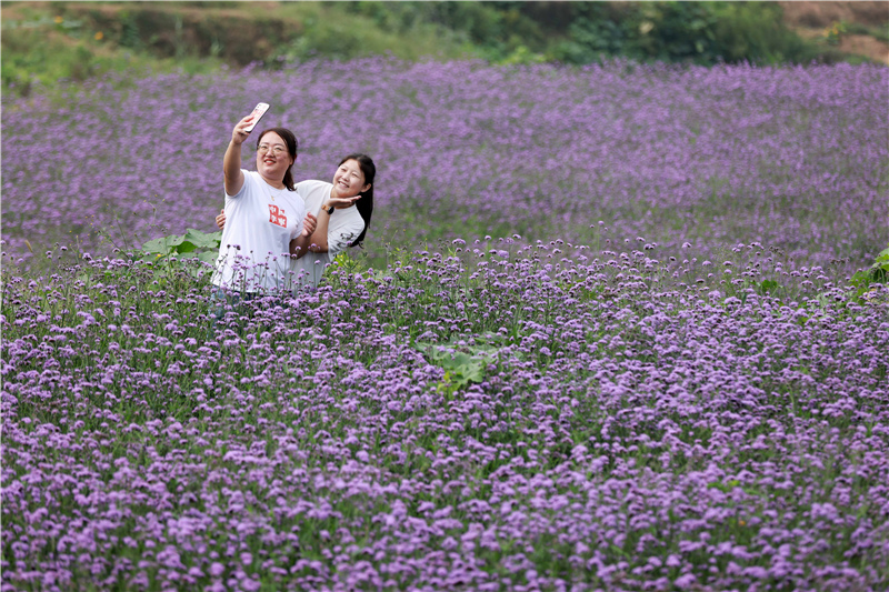 致富种植视频全集_师生种植致富花_致富师生种植花生视频