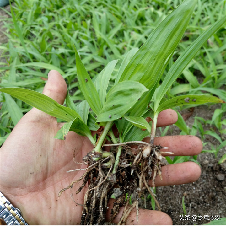 白株种植_白笈籽种植技术_白蔹种子育苗技术视频