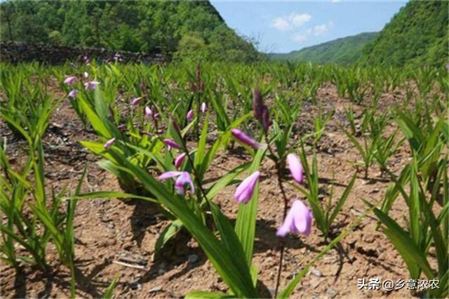 白株种植_白蔹种子育苗技术视频_白笈籽种植技术