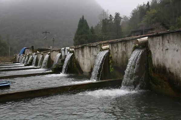 生态水养殖致富_致富养殖项目_致富养殖业