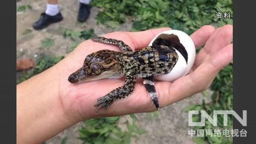 鳄鱼养殖项目_致富经养殖鳄鱼_致富经鳄鱼龟养殖视频