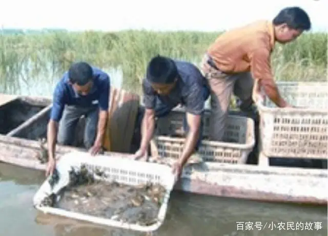 养殖20亩黄鳝多少利润_致富经葡萄地养黄鳝_致富经黄鳝养殖技术