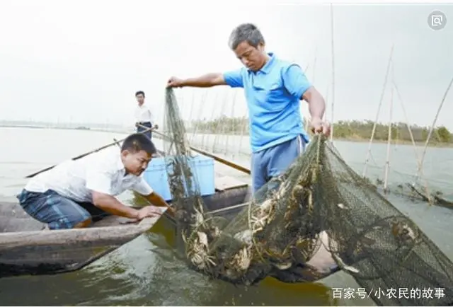 致富经黄鳝养殖技术_致富经葡萄地养黄鳝_养殖20亩黄鳝多少利润