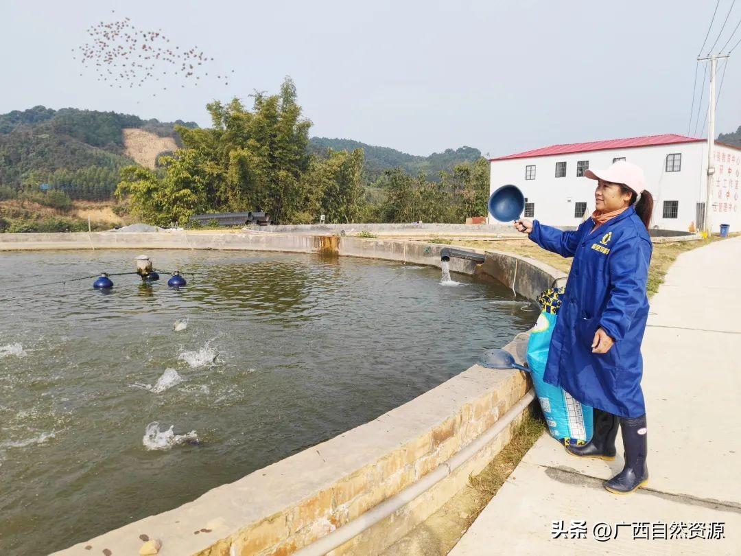 生态水养殖致富_养殖水域生态_致富经水产养殖视频