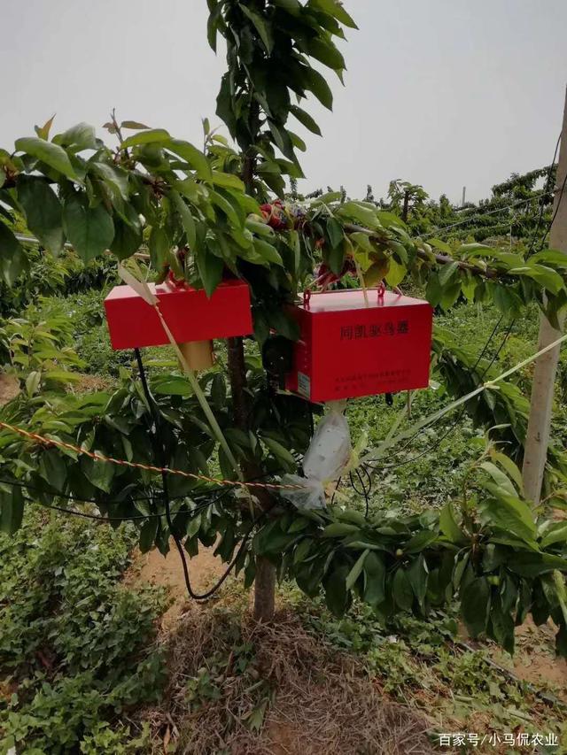 石榴籽骗局_致富经软籽石榴视频_软籽石榴致富经
